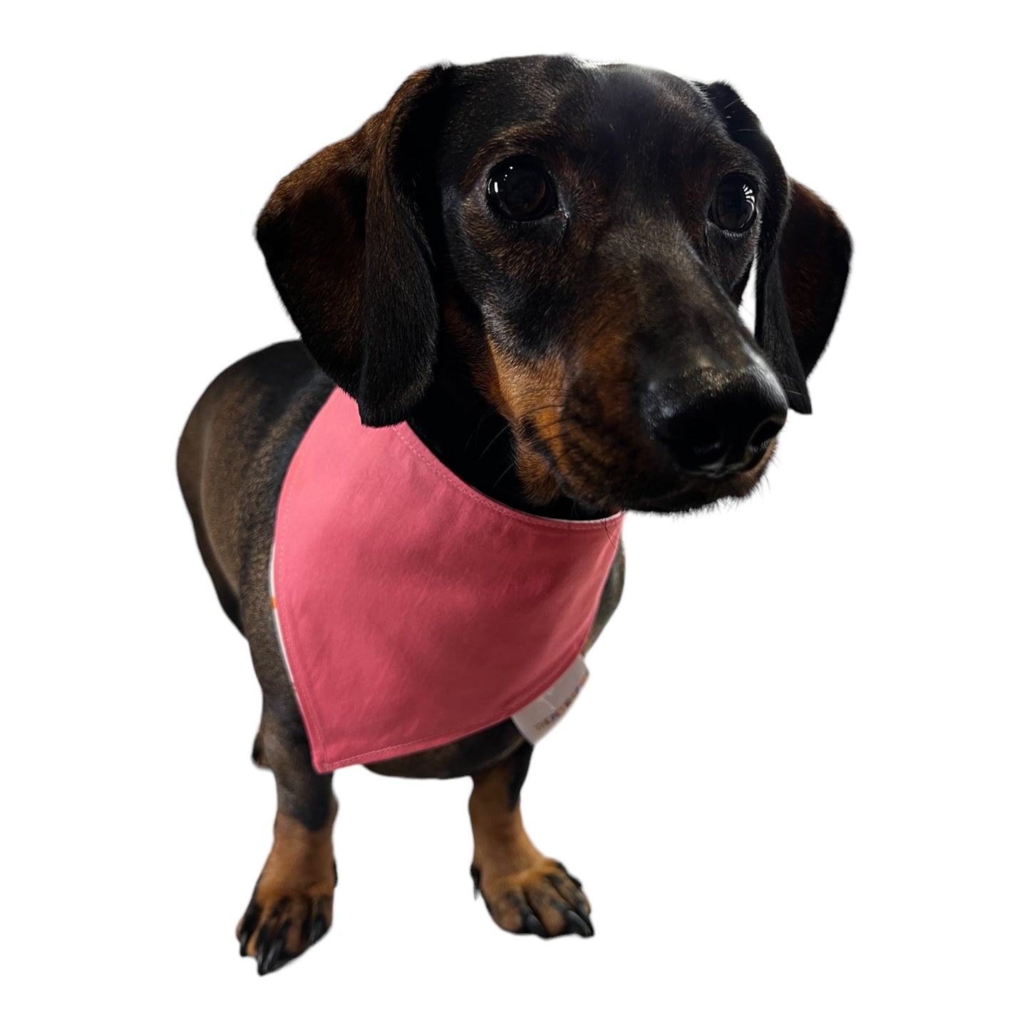 Bandana “Frigo Pie”