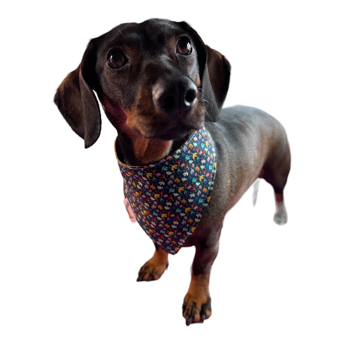 Bandana “Pétalos”