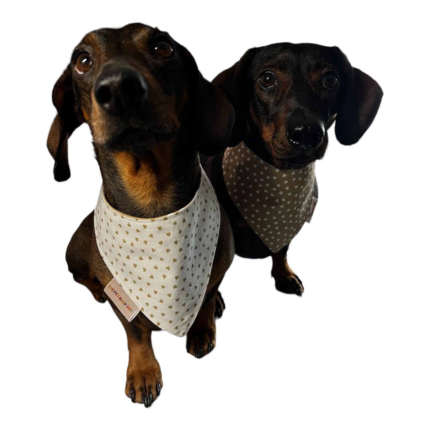 Chotis-y-Verbena-thepetshopdog
