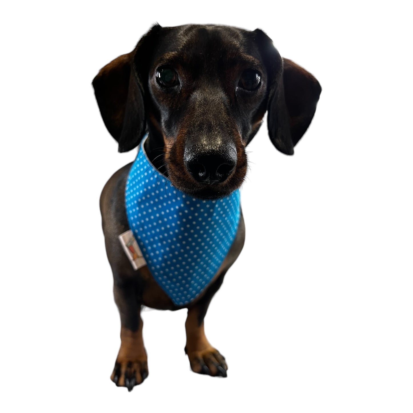 Bandana “Chulapa Madrileña”