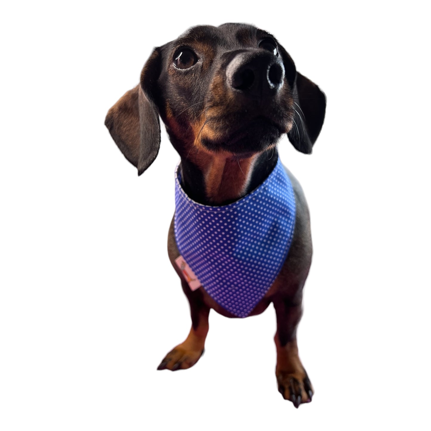 Bandana “Mar”